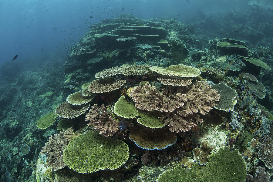 Healthy Reef-building Corals Thrive Photograph by Ethan Daniels - Fine ...