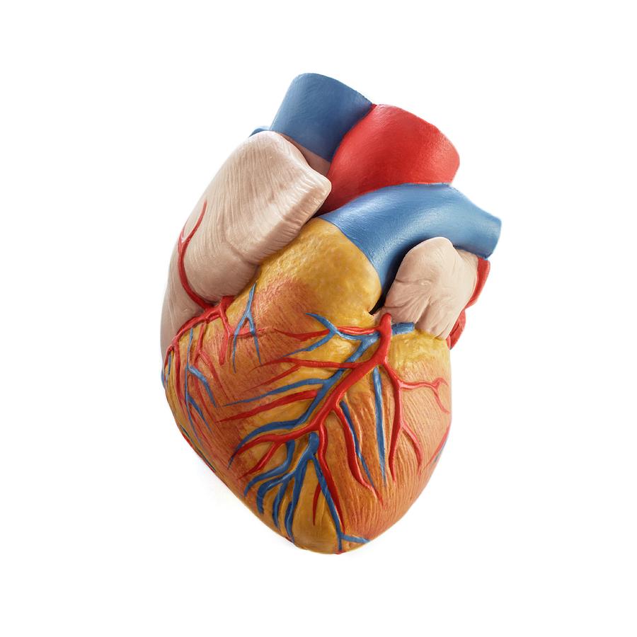 Heart Photograph - Heart Anatomy Model #1 by Science Photo Library