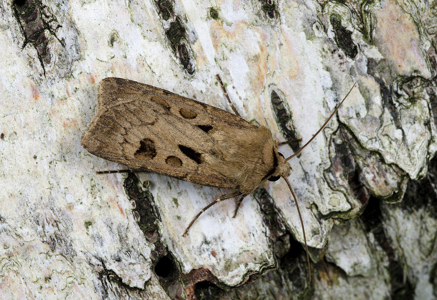 Heart And Dart Moth #1 Photograph by Nigel Downer