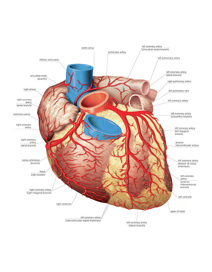 Heart And Left Coronary Artery #1 Photograph by Asklepios Medical Atlas