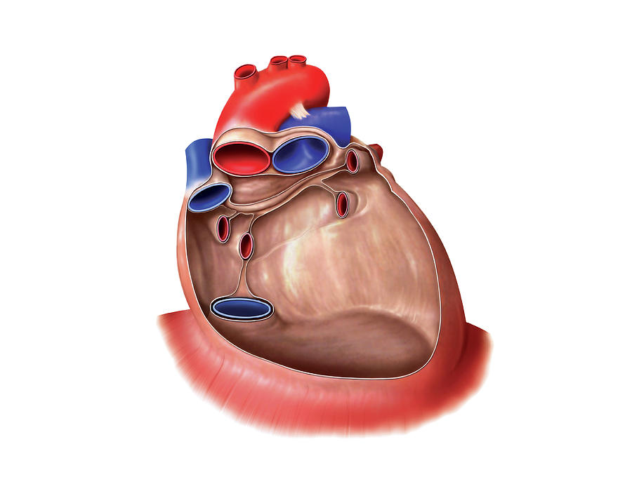 Heart And Pericardium Photograph by Asklepios Medical Atlas - Pixels