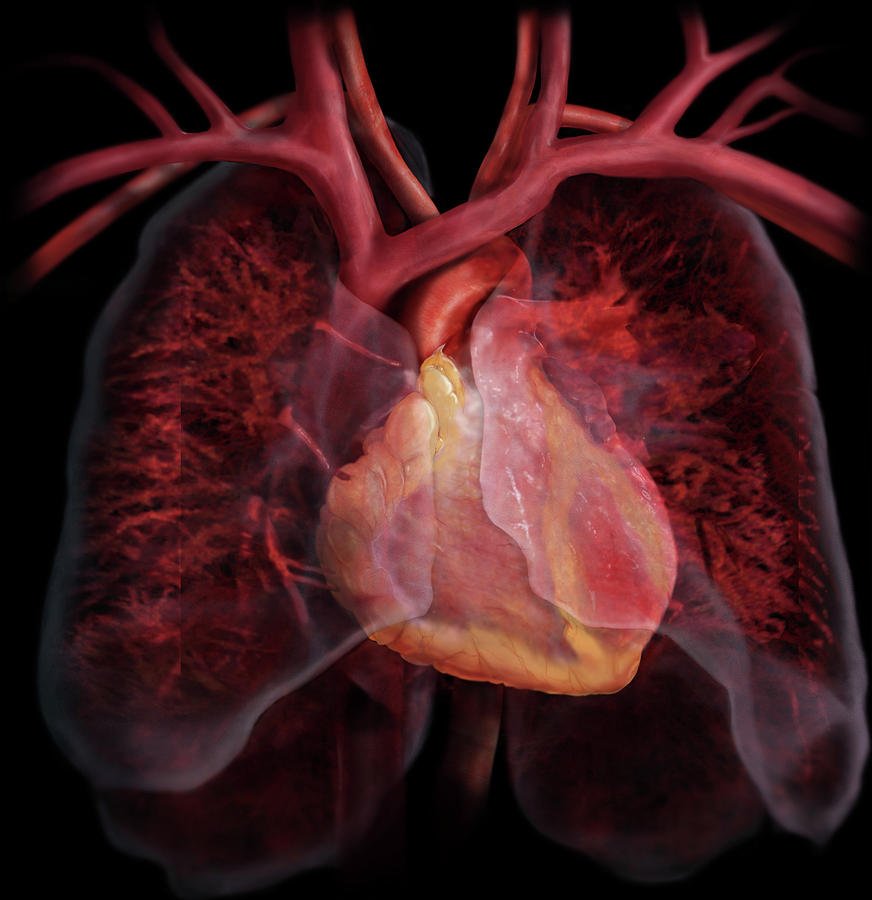 Heart And Pulmonary Circulatory System #1 Photograph by Anatomical Travelogue