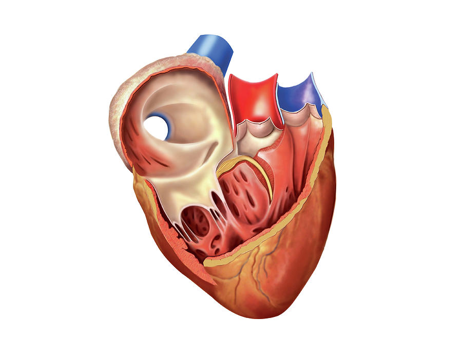 Heart Atrium And Ventricle #1 Photograph by Asklepios Medical Atlas
