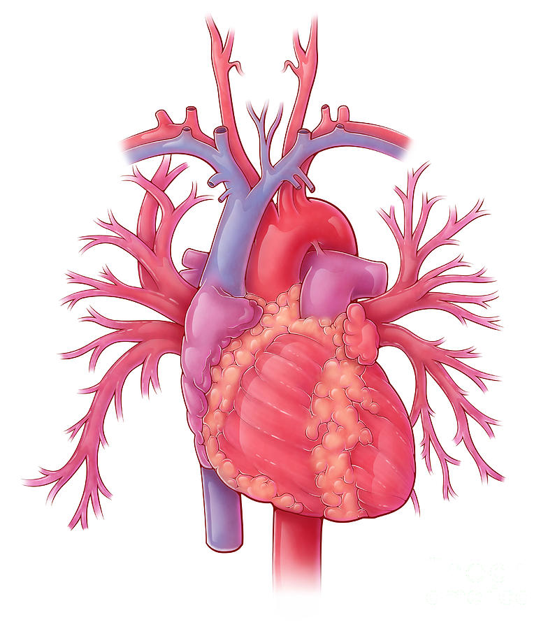 Heart Illustration, With Pulmonary Veins #1 Photograph by Evan Oto
