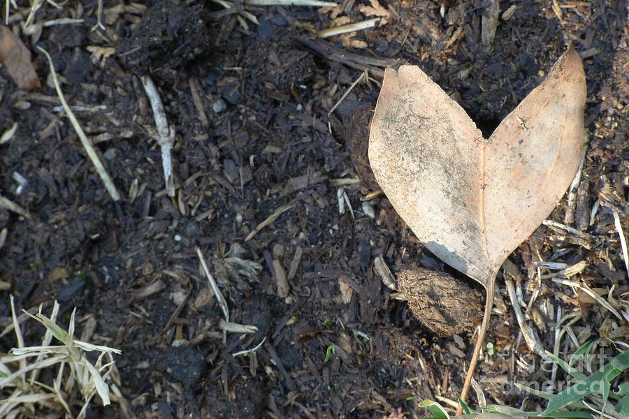 heART leaf #2 Photograph by Nora Boghossian