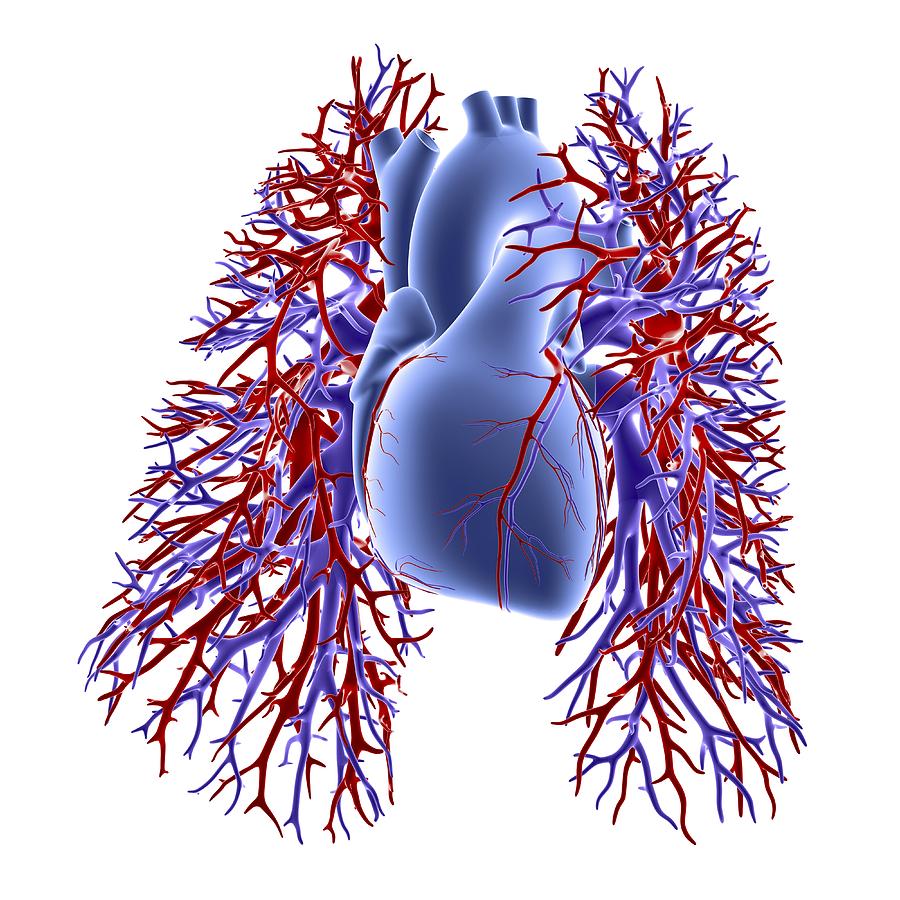 Heart-lungs circulatory system Photograph by Science Photo Library ...