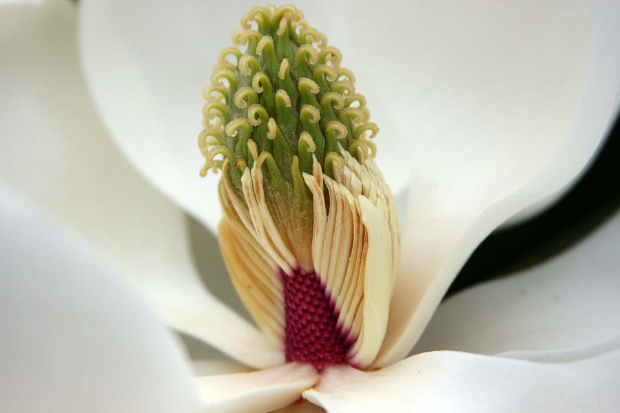 Heart of the magnolia #2 Photograph by Andy Lawless