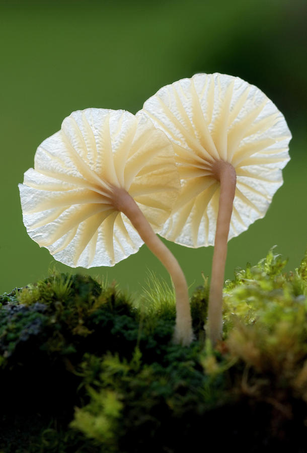 Nature Photograph - Heath Navel Fungus #1 by Nigel Downer
