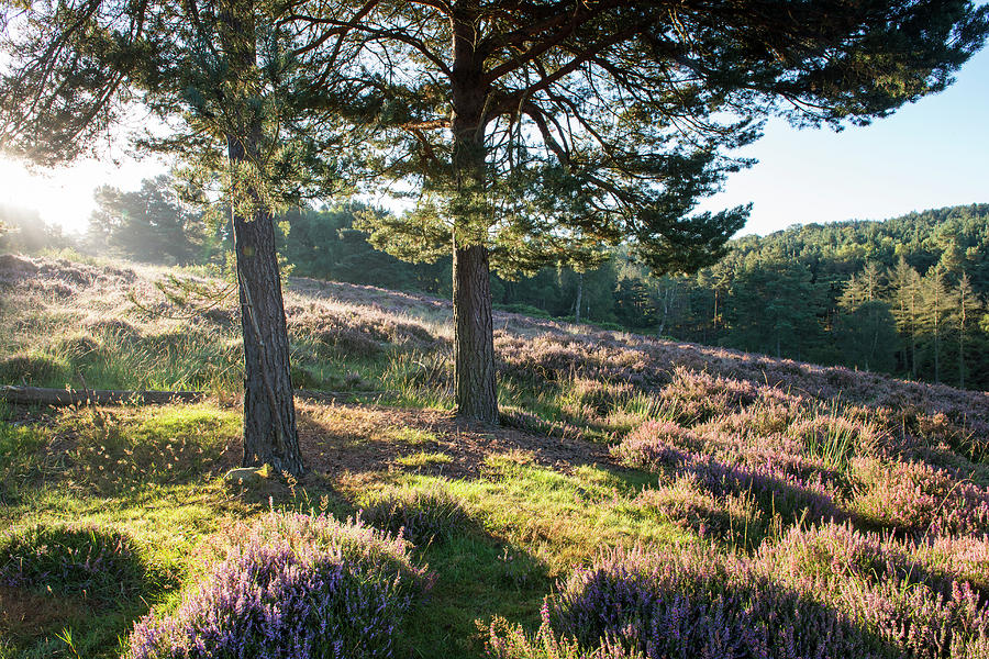 Heather And Scots Pines At Dawn #1 Photograph by James Warwick