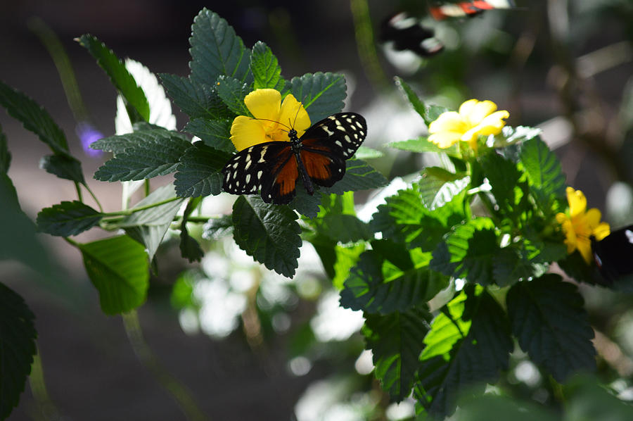 Hecale Longwing Photograph by Linda Kerkau - Fine Art America