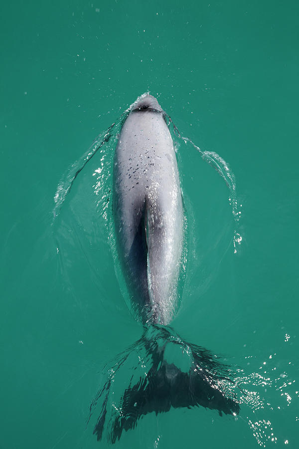 Wildlife Photograph - Hectors Dolphin (cephalorhynchus #1 by David Wall