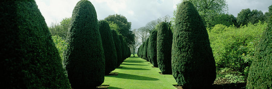 Hedge In A Formal Garden, Hinton Ampner #1 Photograph by Panoramic Images