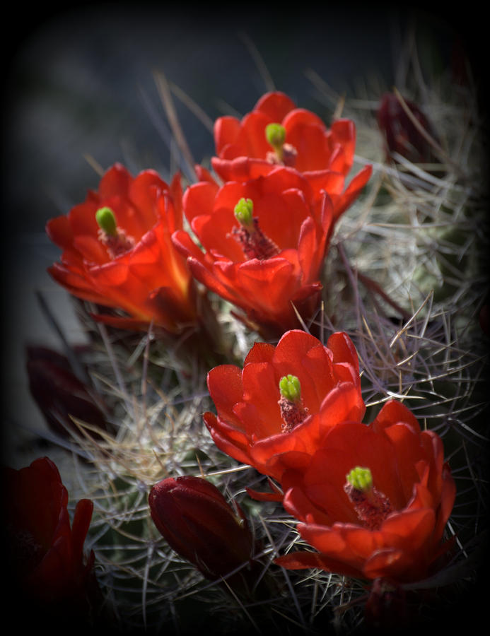 Hedgehog Cactus Blossoms #1 Photograph by Nathan Abbott