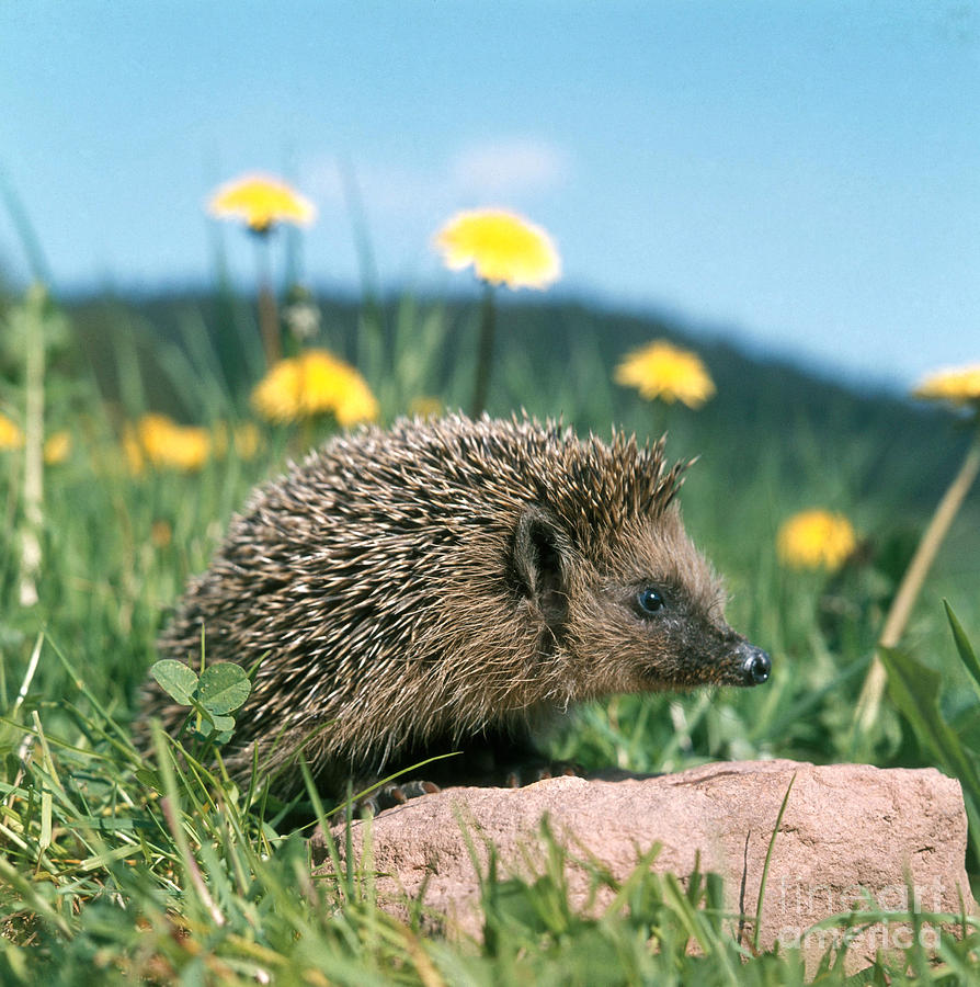 Animal Photograph - Hedgehog #1 by Hans Reinhard