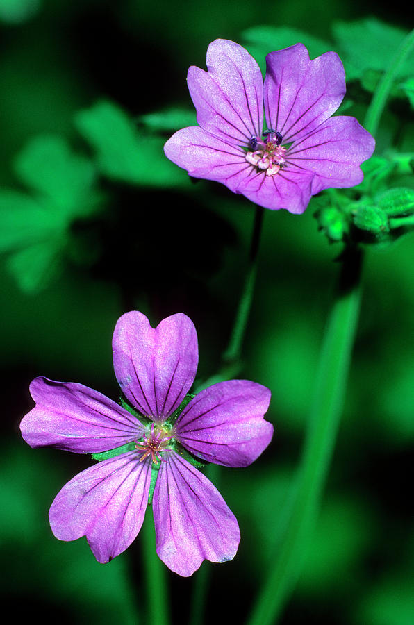 Hedgerow Geranium (geranium Pyrenaicum) #1 Photograph by Science Photo Library Hedgerow Geranium (geranium Pyrenaicum) #1 Photograph by Science Photo Library