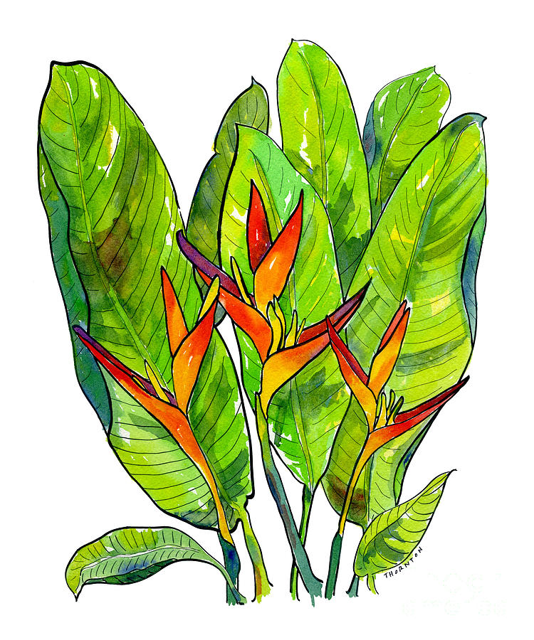 Heliconia Painting by Diane Thornton