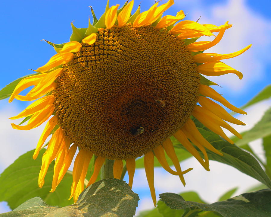 Sunflower Photograph - Helianthus 2 by Cathy Lindsey