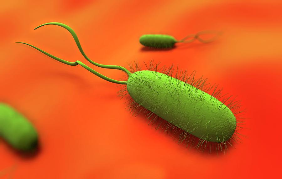 Helicobacter Pylori Bacteria Photograph by Science Artwork - Pixels