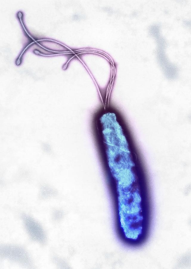 Helicobacter Pylori Photograph - Helicobacter Pylori Bacterium #1 by Heather Davies/science Photo Library