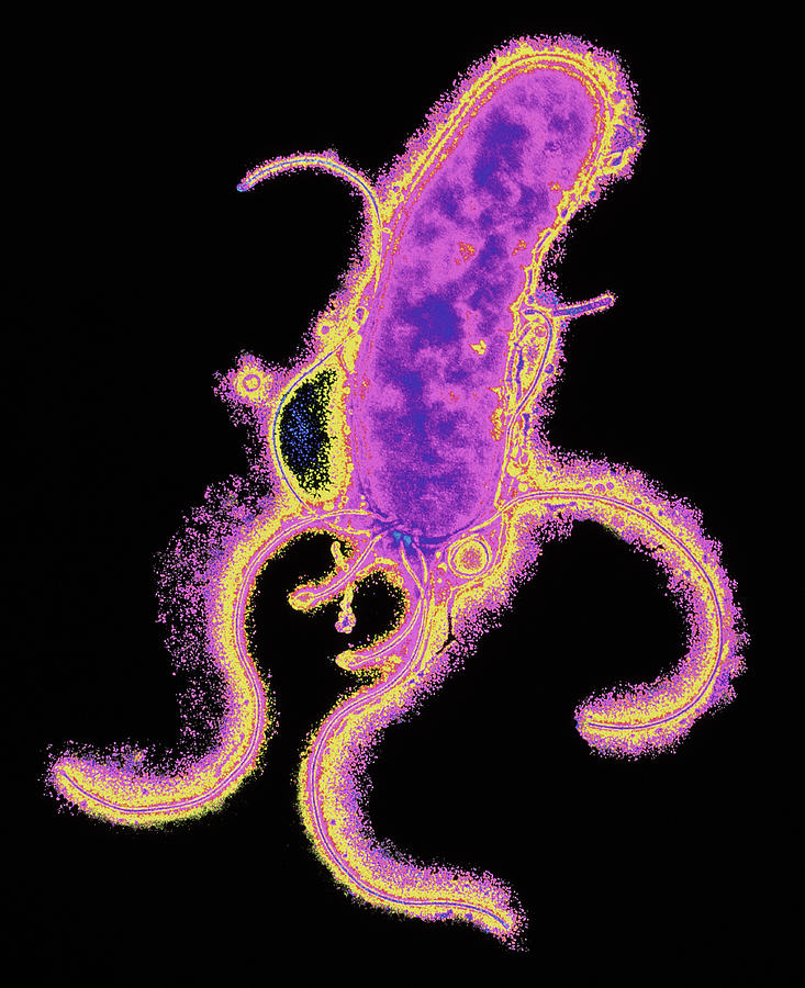 Helicobacter Pylori Photograph - Helicobacter Pylori Bacterium #1 by P. Hawtin, University Of Southampton/ Science Photo Library