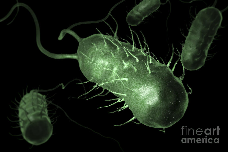 Pathogenic Photograph - Helicobacter Pylori #1 by Science Picture Co