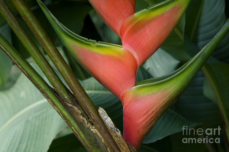 Heliconia 3 #1 Photograph by Arterra Picture Library