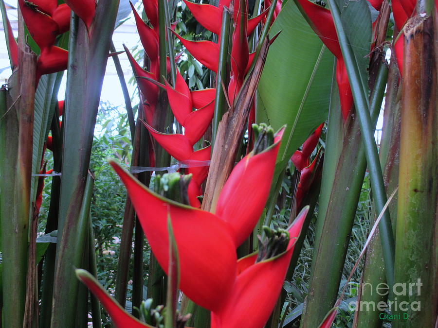 Heliconia #1 Photograph by Chani Demuijlder