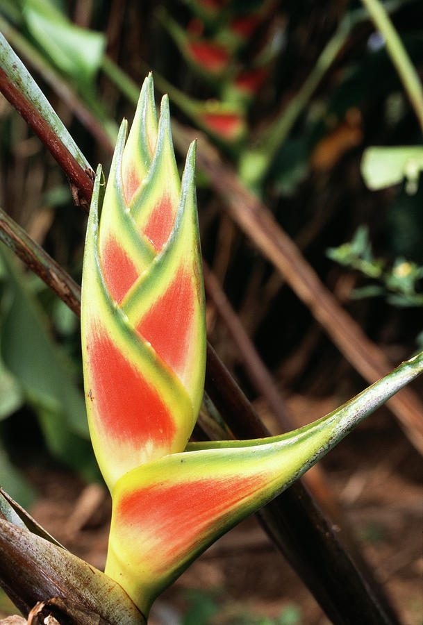 Nature Photograph - Heliconia Flower #1 by Dr Morley Read/science Photo Library