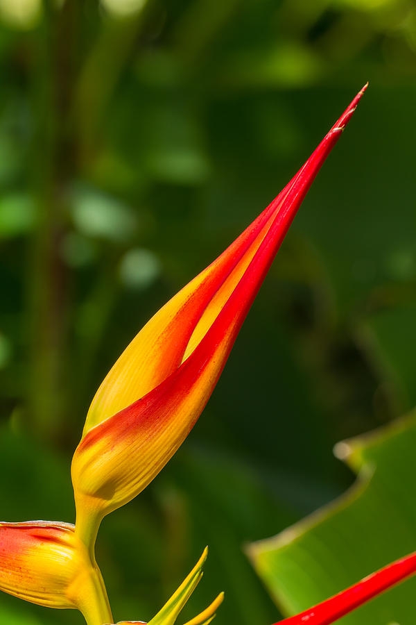 Heliconia  #1 Photograph by Roger Mullenhour