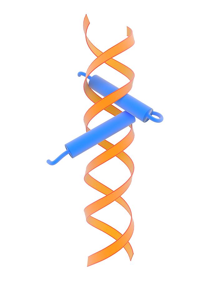 Dna Photograph - Helix-turn-helix Dna-binding Domain #1 by Science Photo Library