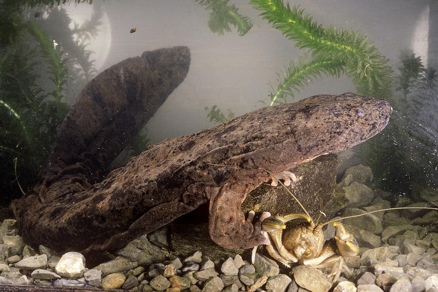 Hellbender Salamander #1 Photograph by Paul Zahl