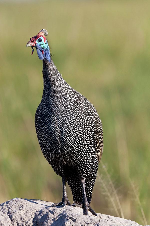 Helmeted Guineafowl Photograph by Steve Allen/science Photo Library ...