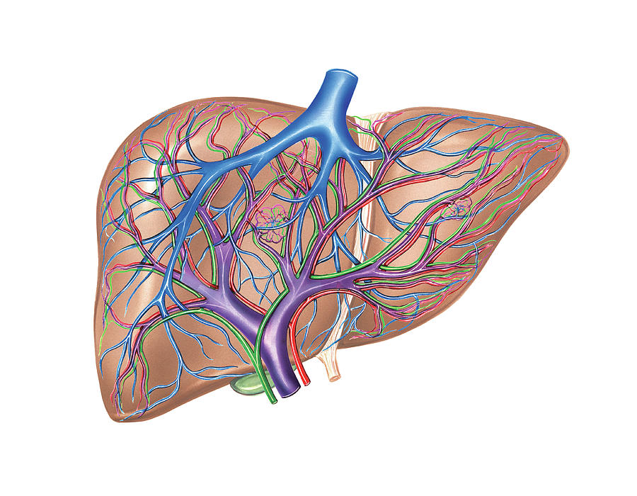 Hepatic Vessels And Ducts 1 Photograph By Asklepios Medical Atlas Pixels 2655