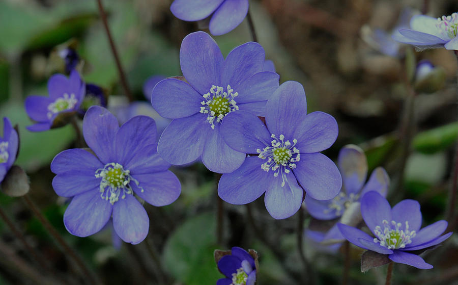 Hepatica Photograph by Rune Valtersson - Fine Art America