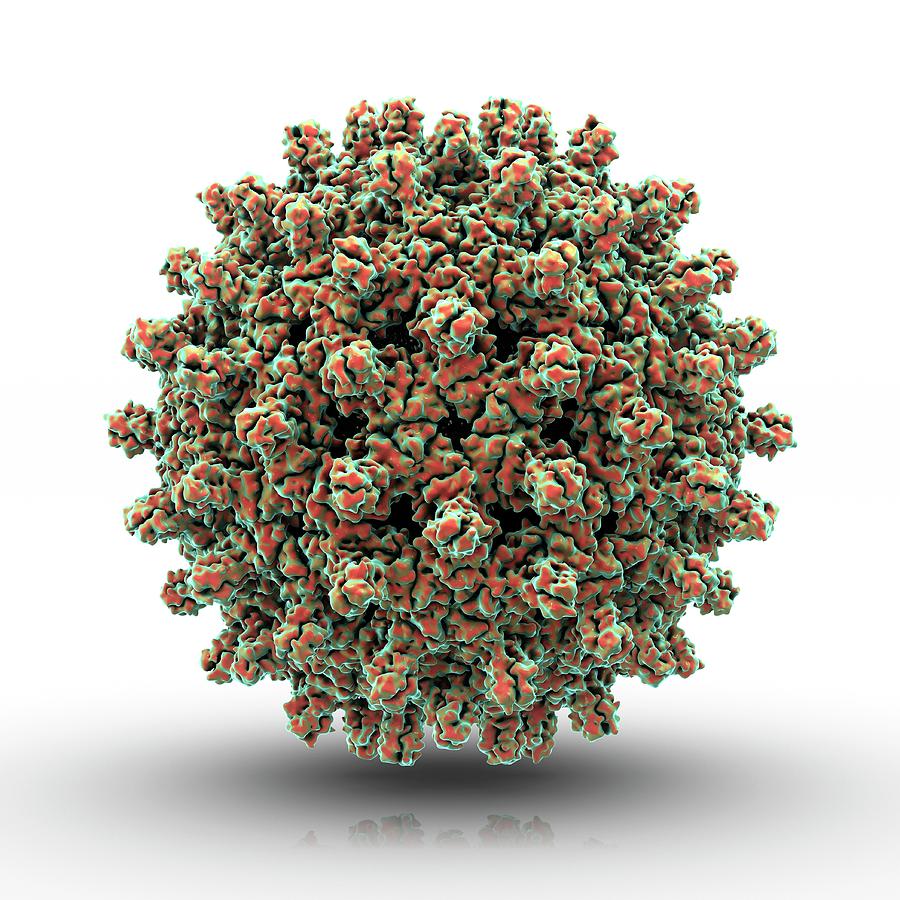 Virus Photograph - Hepatitis B Virus Particle #1 by Animate4.com/science Photo Libary