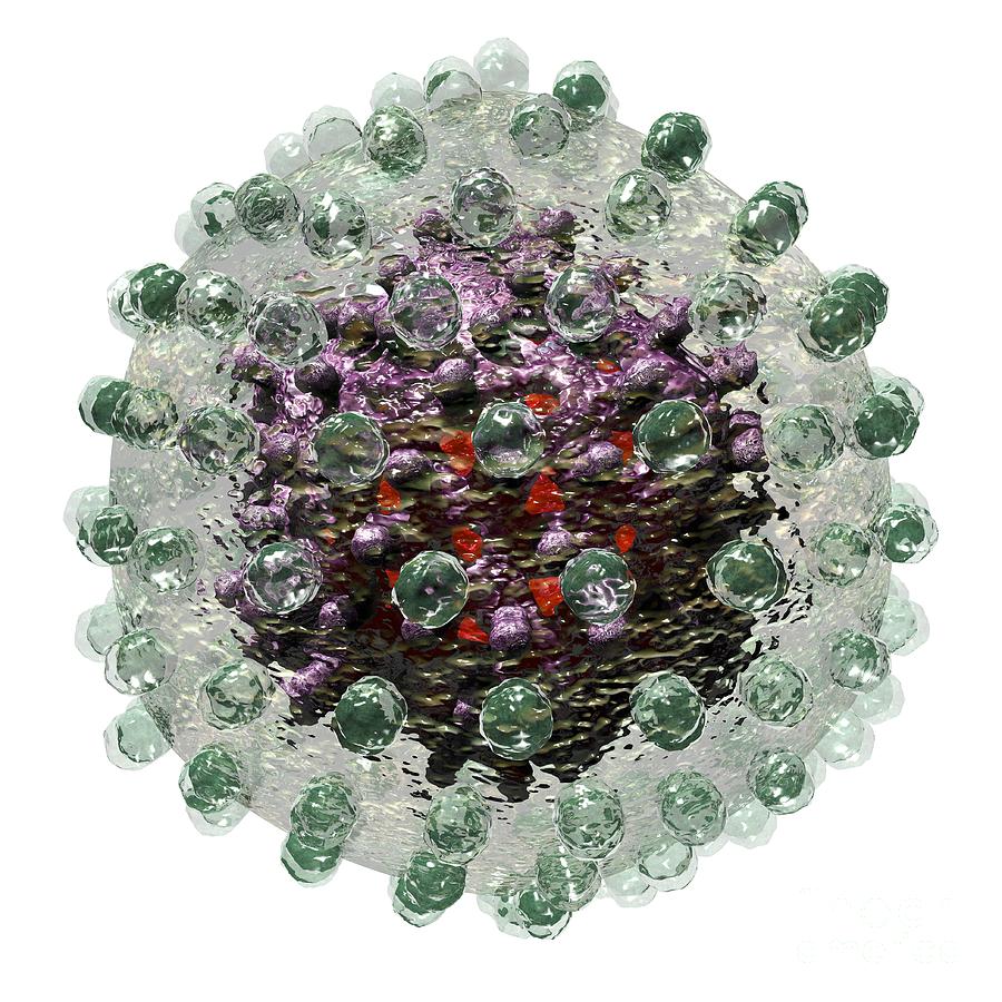 Hepatitis B Virus Particle, Artwork Photograph By Russell Kightley ...