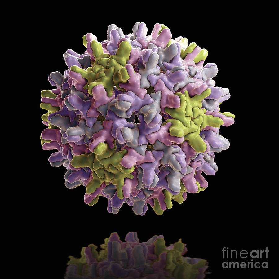 Hepatitis B Virus #1 Photograph by Science Picture Co