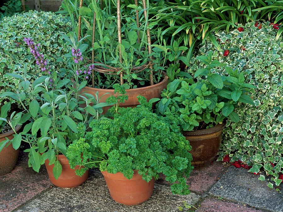 Herbs In Pots #1 Photograph by Geoff Kidd/science Photo Library