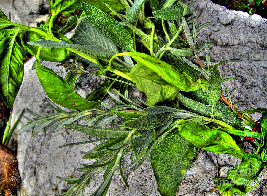 Herbs #1 Photograph by Nina Ficur Feenan