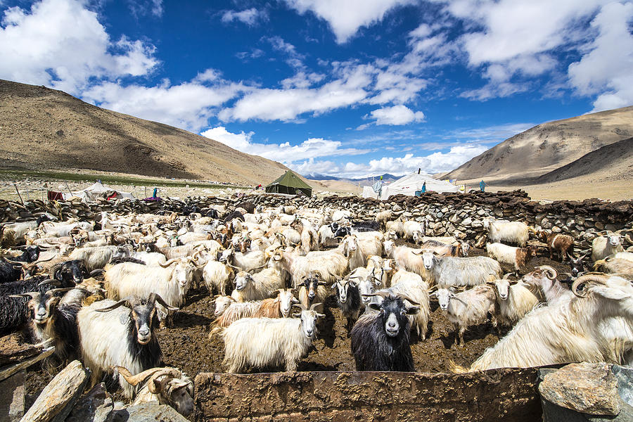 Herd of Cashmere (Pashmina) goats in Changthang, Ladakh #1 Photograph by Guenterguni