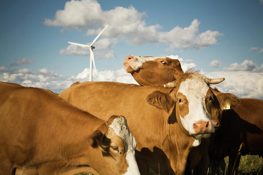 Herd Of Cows Grazing On A Farm #1 Photograph by Paul Giamou