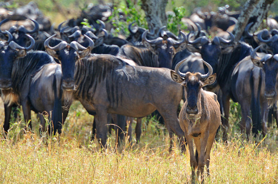 Herd Of Wildebeest Photograph by Mark Rasmussen