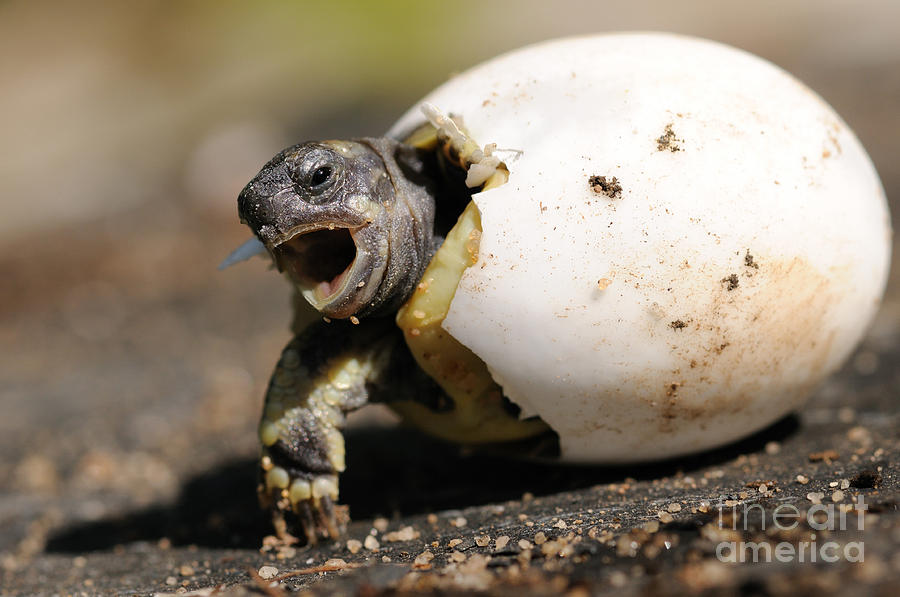 Hermanns Tortoise Hatching #1 Photograph by Reiner Bernhardt