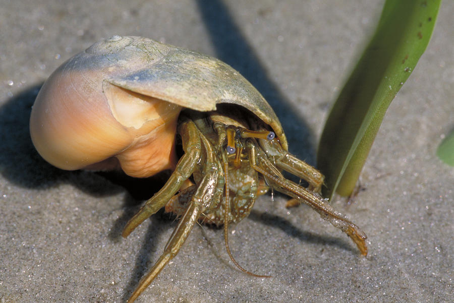Hermit Crab Clibanarius Vittatus #1 Photograph by Millard H. Sharp