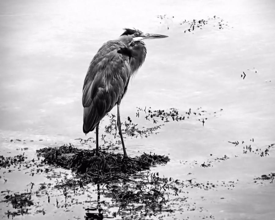 Heron in Black and White #1 Photograph by Janice Drew