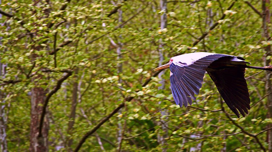 Heron in flight #1 Photograph by Andy Lawless