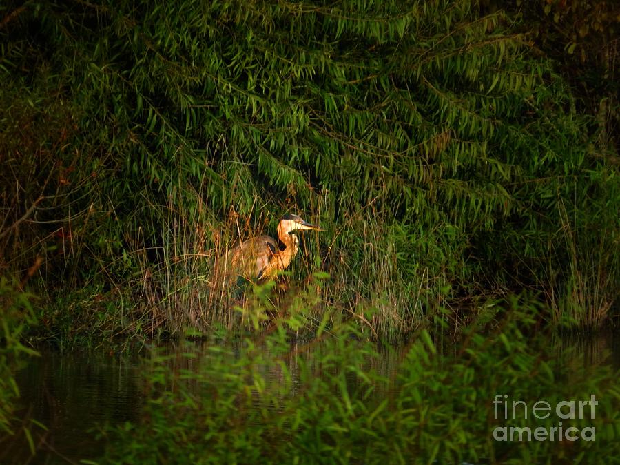 Heron Photograph - Heron in the grasses #1 by Rrrose Pix