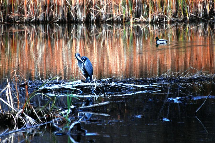 Heron Photograph - Heron in the Marsh #1 by Don Mann