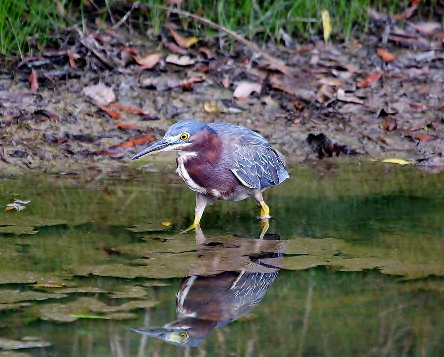 Heron in the Marsh Photograph by Paulette Thomas - Pixels