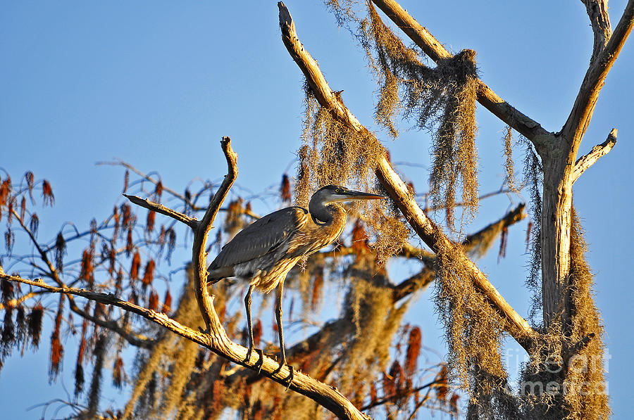Heron Photograph - Heron On High #1 by Al Powell Photography USA